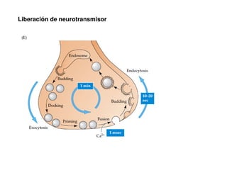 Liberación de neurotransmisor 
 