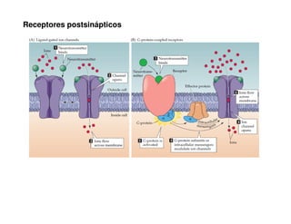 Receptores postsinápticos 
 