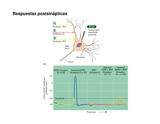 Respuestas postsinápticas 
 