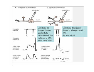 Constante de espacio: 
distancia a la que cae el 
37% 
del Vm inicial 
Constante de 
tiempo: tiempo 
que tarda la 
variación del Vm 
en llegar al 63% 
de su valor final 
 