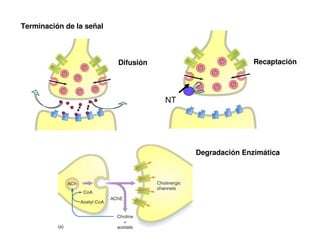 Terminación de la señal 
Difusión Recaptación 
NT 
Degradación Enzimática 
 