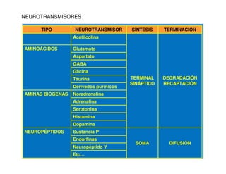 NEUROTRANSMISORES 
TIPO NEUROTRANSMISOR SÍNTESIS TERMINACIÓN 
Acetilcolina 
TERMINAL 
SINÁPTICO 
DEGRADACIÓN 
RECAPTACIÓN 
AMINOÁCIDOS Glutamato 
Aspartato 
GABA 
Glicina 
Taurina 
Derivados purínicos 
AMINAS BIÓGENAS Noradrenalina 
Adrenalina 
Serotonina 
Histamina 
Dopamina 
NEUROPÉPTIDOS Sustancia P 
SOMA DIFUSIÓN 
Endorfinas 
Neuropéptido Y 
Etc… 
 
