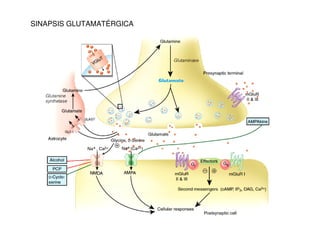 SINAPSIS GLUTAMATÉRGICA 
 
