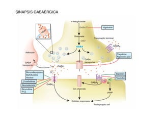 SINAPSIS GABAÉRGICA 
 