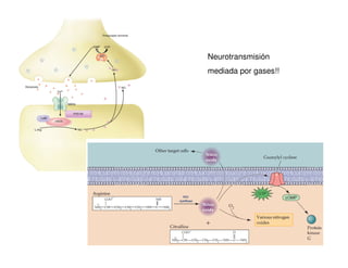 Neurotransmisión 
mediada por gases!! 
 