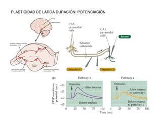 PLASTICIDAD DE LARGA DURACIÓN: POTENCIACIÓN 
 