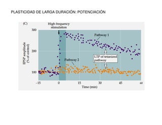 PLASTICIDAD DE LARGA DURACIÓN: POTENCIACIÓN 
 
