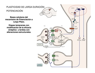 PLASTICIDAD DE LARGA DURACIÓN: 
POTENCIACIÓN 
Bases celulares del 
mecanismo de Potenciación a 
Largo Plazo. 
Etapas tempranas con 
modificación de la eficacia 
sináptica y tardías con 
alteraciones estructurales. 
