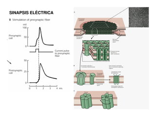 SINAPSIS ELÉCTRICA 
 