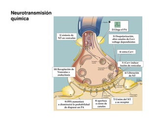 Neurotransmisión 
química 
1) síntesis de 
NT en vesículas 
2) Llega el PA 
3) Despolarización, 
abre canales de Ca++ 
voltage dependientes 
5 ) Ca++ induce 
fusión de vesículas 
6) Liberación 
de NT 
7) Unión del NT 
a su receptor 
8) apertura 
o cierre de 
canales 
10) Recaptación de 
Vesículas x 
endocitosis 
9) PPS aumentará 
o disminuirá la probabilidad 
de disparar un PA 
4) entra Ca++ 
 