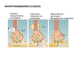 NEUROTRANSMISORES CLÁSICOS 
Síntesis y 
almacenamiento 
presinápticos 
Liberación e 
interacción con 
postsinapsis 
Mecanismos de 
terminación; 
Bloqueable por antagonistas 
 