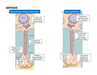 Síntesis de 
enzimas en el 
cuerpo celular 
Transporte de 
enzimas (lento) 
Transporte de 
precursores al 
terminal 
Síntesis y 
almacenamiento 
rápidos del NT 
Liberación 
del NT 
Síntesis de 
precursores del 
NT y enzimas 
Transporte de 
enzimas y 
precursores 
peptídicos (lento) 
Las enzimas 
modifican al 
péptido para 
generar el NT 
Liberación 
del NT y 
difusión 
SÍNTESIS 
Neurotransmisores pequeños Neuropéptidos 
 