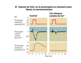 El ingreso de Ca2+ en la presinapsis es necesario para 
liberar el neurotransmisor 
Con bloqueo 
Control canales de Ca2+ 
 