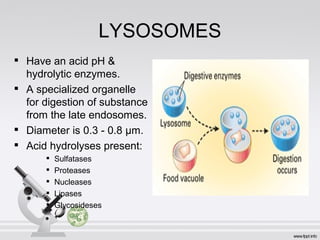 LYSOSOMES

Have an acid pH &
hydrolytic enzymes.

A specialized organelle
for digestion of substance
from the late endosomes.

Diameter is 0.3 - 0.8 µm.

Acid hydrolyses present:

Sulfatases

Proteases

Nucleases

Lipases

Glycosideses
 