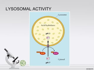 LYSOSOMAL ACTIVITY
 