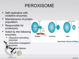 PEROXISOME

Self replicative with
oxidative enzymes.

Maintainance of protein
population.

Responsible for
proteolysis.

Aided by the following
enzymes:

Ubiquitine-activating
enzymes

Ubiquitine-conjugation
enzymes

Ubiquitine ligases
 