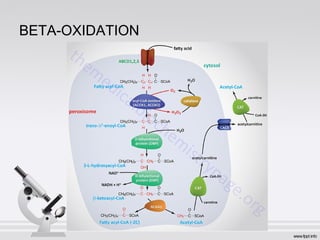 BETA-OXIDATION
 