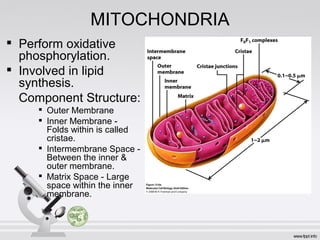 MITOCHONDRIA

Perform oxidative
phosphorylation.

Involved in lipid
synthesis.
Component Structure:

Outer Membrane

Inner Membrane -
Folds within is called
cristae.

Intermembrane Space -
Between the inner &
outer membrane.

Matrix Space - Large
space within the inner
membrane.
 