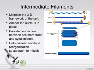 Intermediate Filaments

Maintain the 3-D
framework of the cell.

Anchor the nucleus in
place.

Provide connection
between cell membrane
and cytoskeleton.

Help nuclear envelope
reorganization
subsequent to mitosis.
 