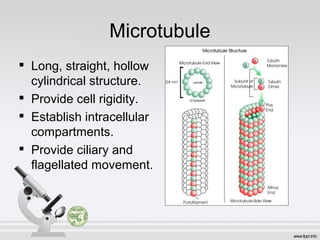 Microtubule

Long, straight, hollow
cylindrical structure.

Provide cell rigidity.

Establish intracellular
compartments.

Provide ciliary and
flagellated movement.
 