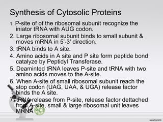 Synthesis of Cytosolic Proteins
1. P-site of of the ribosomal subunit recognize the
iniator tRNA with AUG codon.
2. Large ribosomal subunit binds to small subunit &
moves mRNA in 5'-3' direction.
3. tRNA binds to A site.
4. Amino acids in A site and P site form peptide bond
catalyze by Peptidyl Transferase.
5. Deaminted tRNA leaves P-site and tRNA with two
amino acids moves to the A-site.
6. When A-site of small ribosomal subunit reach the
stop codon (UAG, UAA, & UGA) release factor
binds the A site.
7. tRNA release from P-site, release factor dettached
from A-site, small & large ribosomal unit leaves
MRNA
 