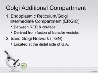Golgi Additional Compartment
1. Endoplasmic Reticulum/Golgi
Intermediate Compartment (ERGIC).

Between RER & cis-face.

Derived from fusion of transfer vesicle.
2. trans Golgi Network (TGN)

Located at the distal side of G.A.
 