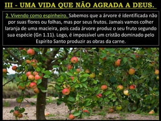 2. Vivendo como espinheiro. Sabemos que a árvore é identificada não
por suas flores ou folhas, mas por seus frutos. Jamais vamos colher
laranja de uma macieira, pois cada árvore produz o seu fruto segundo
sua espécie (Gn 1.11). Logo, é impossível um cristão dominado pelo
Espírito Santo produzir as obras da carne.
 
