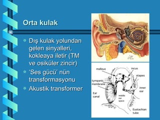 Orta kulak

a   Dış kulak yolundan
    gelen sinyalleri,
    kokleaya iletir (TM
    ve osiküler zincir)
a   ‘Ses gücü’ nün
    transformasyonu
a   Akustik transformer
 