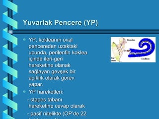 Yuvarlak Pencere (YP)

a YP, kokleanın oval
  pencereden uzaktaki
  ucunda, perilenfin koklea
  içinde ileri-geri
  hareketine olanak
  sağlayan gevşek bir
  açıklık olarak görev
  yapar.
a YP hareketleri:

 - stapes tabanı
  hareketine cevap olarak
 - pasif nitelikte (OP’de 22
 