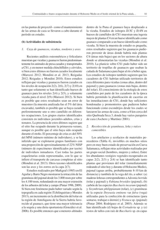 61Continuidades e hiatos ocupacionales durante el Holoceno Medio en el borde oriental de la Puna salada…
en las puntas de proyectil– como el mantenimiento
de las armas de caza se llevaron a cabo durante el
período en estudio.
(b) Actividades de subsistencia
1.	 Caza de guanacos, vicuñas, roedores y aves
Recientes análisis osteométricos y foliculares
muestran que vicuñas y guanacos fueron predominan-
temente los animales de presa cazados y transportados
a CS1, y en menor medida chinchíllidos y cérvidos,
si bien estos últimos no fueron cazados localmente
(Marozzi 2012; Mondini et al. 2013; Reigadas
2012; Reigadas y Mondini 2010). Estos estudios
reflejan que vicuñas y guanacos fueron cazados en
los niveles de ocupación 2(2), 2(6), 2(7) y 2(10) en
tanto que solamente se han identificado huesos de
guanaco para los niveles 2(4) y 2(5), y solamente
vicuña para el nivel 2(9) (Marozzi 2012). Si bien
es posible que estos resultados sean un error de
muestreo (la muestra analizada fue el 5% del área
excavada), también es posible que se haya cazado
preferentemente uno u otro camélido en diferen-
tes ocupaciones. Los grupos etarios identificados
consisten en individuos juveniles-adultos, crías y
nonatos. La presencia de estos últimos sugiere que
el sitio fue ocupado durante la primavera-verano,
aunque es posible que el sitio haya sido ocupado
durante el otoño. El porcentaje de crías es del 50%
del MNI (número mínimo de individuos), y se ha
inferido que se explotaron grupos familiares con
una proporción de aproximadamente el 22% NISP
(número de especímenes identificados por taxón)
de individuos inmaduros. Casi todas las partes
esqueletarias están representadas, con lo que se
infiere el transporte de carcasas completas al sitio
(Mondini et al. 2013). Otros taxones identificados
son las aves y los zorros en la capa 2(7).
Estudios realizados por Markgraf (1985) en El
Aguilar y Barro Negro mostraron la retracción de las
gramíneas del pajonal desde los 3.800 msm por sobre
los 4.100 msm, redundando en una mayor extensión
de los arbustos del tolar y campo (Pintar 1996, 2009).
Si bien este fenómeno pudo haber variado según la
topografía en cada región (Tchilinguirian y Morales
2013), un incremento en la distribución del tolar en
la región de Antofagasta de la Sierra habría favo-
recido al guanaco, que tiene una mayor tolerancia
a la sequía y una dieta oportunista (González et al.
2006). Es posible entonces que a menores altitudes
dentro de la Puna el guanaco haya desplazado a
la vicuña. Estudios de isótopos δ13C y δ14N en
huesos de camélidos de CS1 muestran una ingesta
mayor de plantas C4 en un hueso identificado como
guanaco comparado a un hueso identificado como
vicuña. Si bien la muestra de estudio es pequeña,
estos resultados sugieren que los guanacos pudie-
ron provenir de áreas donde habría más plantas
C4 (áreas más bajas) que en los sectores de altura
donde se alimentarían las vicuñas (Mondini et al.
2010). La planicie sobre CS1 pudo haber sido un
territorio de tropillas de guanacos que usaban la
cañada de Salamanca para bajar al río a beber agua.
Los estudios de isótopos también sugieren que los
cazadores de CS1 habrían utilizado territorios de
caza diferentes para vicuñas (zonas altas, dentro del
pajonal) y para guanacos (zonas más bajas, dentro
del tolar). El conocimiento de la etología de estos
camélidos por parte de los cazadores de la época
habría permitido la planificación de cacerías en
las inmediaciones de CS1, donde hay suficientes
hondonadas y promontorios que pudieron haber
funcionado como escondrijos desde los cuales se
lanzaron las armas de caza, como a 8 km cerca del
sitio Quebrada Seca 3, donde hay varios parapetos
de caza (Aschero y Martínez 2001).
2. 	 Recolección de gramíneas, leña y raíces
comestibles
Los artefactos y ecofactos de materiales pe-
recederos (Tabla 4), invisibles en muchos sitios
pero en muy buen estado de preservación en Cueva
Salamanca, reflejan otras actividades realizadas por
un grupo social (hombres, mujeres y niños). Entre
los abundantes vestigios vegetales recuperados en
capas 2(2), 2(3) y 2(4) se han identificado tanto
plantas que provienen del tolar (inmediatamente
rodeando el sitio hoy y durante el Holoceno Medio),
pajonal (aguas arriba, probablemente 8-10 km de
distancia) y también de la vega del río, a saber: (a)
maderas leñosas correspondientes a Adesmia horrida
(tolar y pajonal) y Fabiana bryoides (pajonal), (b)
carbón de las especies Baccharis incarum (pajonal)
y Sisymbrium philippianum (tolar), (c) gramíneas
de la especie Deyeuxia eminens var fulva (vega)
utilizadas para la confección de estructuras (para
sentarse, trabajar o dormir) y Festuca sp. (pajonal)
(Pintar 2004; Rodríguez et al. 2003). Además se
han identificado (d) hojas de Cortaderia sp. y (e)
restos de tallos con raíz de Baccharis sp. en capas
 