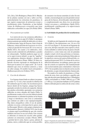 Elizabeth Pintar62
2(5), 2(6) y 2(8) (Rodríguez y Pintar 2013). Muchas
de las plantas cuentan con raíz y tallos con flor,
particularmente las estructuras de gramíneas, lo
que sugiere ocupaciones de primavera-verano y
posiblemente otoño. Finalmente, se han hallado
vainas de Hoffmansegia eremophila que tiene
tubérculos comestibles en capa 2(4) (Pintar 2004).
3. 	 Procesamiento por molido
Los rastros de uso y las sustancias adheridas a
una mano de moler en capa 2(3) (Tabla 3), atestiguan
el procesamiento por molido de tubérculos y/o raíces
no diferenciadas, hojas de Poaceae, fruto u hoja de
Fabaceae, corteza del fruto de Lagenaria siceraria,
y hoja y/o pecíolo deArecaceae aff. Acrocomia sp.
(Babot 2011). En cuanto a los tubérculos, éstos
tienen un alto contenido de carbohidratos y pueden
ser almacenados. También pudieron jugar un rol
en la supervivencia infantil, ya que las “papillas”
son suplementos dietarios durante y después del
período de lactancia (Pintar 2008a). El único tu-
bérculo silvestre registrado en Antofagasta de la
Sierra por la autora es la “papa cuchi”, de 3 cm de
diámetro que crece en terrenos arenosos, y tiene
un sabor amargo. El nombre local corresponde a
Hoffmansegia falcaria (Cabrera 1957).
4. 	 Cocción de alimentos
Los fogones tienen fondo en cubeta (con poten-
cia entre 4 y 12 cm) y han causado la rubefacción
del sedimento que los rodea. Se encontraron pocos
huesos dentro de los fogones, aunque hay huesos
quemados en todos los niveles de ocupación.Además
hay piedras esferoidales quemadas con sustancias
adheridas en áreas alejadas del fogón (Tabla 3),
posiblemente usadas en la cocción indirecta donde
primeramente se calientan las piedras en las brasas
y luego se introducen a una cesta (o contenedor)
que contiene un caldo o una sopa/guiso/papilla.
Hay datos etnográficos sobre el uso de piedras
calientes en cestas coiled para hervir guisos entre
los Havasupai, Miwok y otros grupos originarios de
Norteamérica (Barrett y Gifford 1933), por lo que
se plantea aquí la posibilidad de que este sistema
también estuviera en uso en la Puna. Este sistema
es diferente al sistema de cocción sobre piedras
calientes en estructuras cavadas (Thoms 2009),
y permite hervir carne, hueso y grasa, además de
plantas, raíces y tubérculos que no serían posibles
de consumir si no fueran sometidos al calor. En este
sentido, esta tecnología de cocción permitió extraer
grasa de los huesos, diversificando, intensificando
y complementando una dieta rica en proteínas
(carne) con grasas y carbohidratos (Speth 2010),
posiblemente contribuyendo a la supervivencia
infantil (Pintar 2009).
(c) Actividades de producción de tecnofacturas
1. 	 Cestería
Se halló un solo fragmento de cestería en la capa
2(3) (Tabla 4). Sus dimensiones son: 3,6 cm x 0,6
cm x 0,5 cm (Figura 7). Se trata de un fragmento de
una cesta, del tipo conocido como espiral (coiled).
Como urdimbre se utilizó un haz de pastos (bundle
foundation) y como trama una serie de puntadas
simples (simple stitch) muy próximas a sí mismas.
Las puntadas están intencionalmente bifurcadas en
la superficie convexa de la pieza (Edward Jolie, co-
municación personal 2011). La forma de la cesta es
difícil de determinar, sin embargo, parece que este
tipo de cestería en espiral ha sido manufacturado
casi exclusivamente para contenedores (Adovasio
1977). Su uso podría estar en relación con la cocción
de alimentos, ya que está parcialmente chamuscado.
En cuanto a los nudos de gramíneas y el frag-
mento de cesta, éstos son similares a aquellos que
han sido descritos para Quebrada Seca 3 (Rodríguez
1999), con fechados ca. 8.400-7.900 cal. a.p. (7.700
y 7.100 a.p.). Los punzones hallados en CS1 podrían
haberse utilizado para la confección de cestas coiled,
Figura 7. Fragmento de cestería de Cueva Salamanca 1, capa 2(3).
Basketry fragment from Cueva Salamanca 1, level 2(3).
 