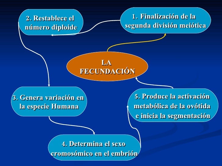 Resultado de imagen para Fecundación, segmentación, Blastocisto mapa mental