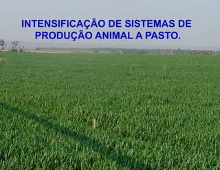 INTENSIFICAÇÃO DE SISTEMAS DE
   PRODUÇÃO ANIMAL A PASTO.
 