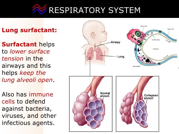 03 respiratory system2