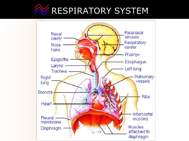 03 respiratory system2