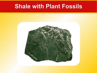 Shale with Plant Fossils 