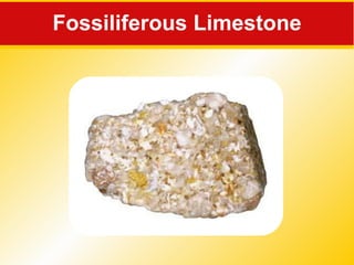 Fossiliferous Limestone 