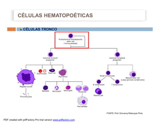 CÉLULAS HEMATOPOÉTICAS

                 CÉLULAS TRONCO




                                                                   FONTE: Prof. Giovanny Rebouças Pinto


PDF created with pdfFactory Pro trial version www.pdffactory.com
 