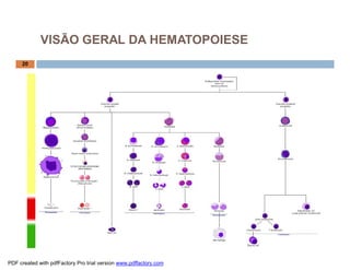 VISÃO GERAL DA HEMATOPOIESE
     20




PDF created with pdfFactory Pro trial version www.pdffactory.com
 