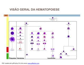 VISÃO GERAL DA HEMATOPOIESE
     21




            Plaquetas Hemácias                                     Leucócitos


PDF created with pdfFactory Pro trial version www.pdffactory.com
 