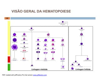 VISÃO GERAL DA HEMATOPOIESE
     22




                                          Linhagem mielóide        Linhagem linfóide


PDF created with pdfFactory Pro trial version www.pdffactory.com
 