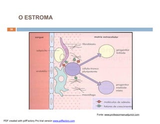 O ESTROMA
     38




                                                                   Fonte: www.professormanueljunior.com

PDF created with pdfFactory Pro trial version www.pdffactory.com
 