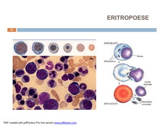 ERITROPOESE
     45




PDF created with pdfFactory Pro trial version www.pdffactory.com
 