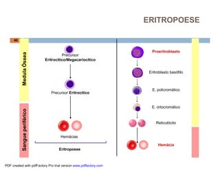 ERITROPOESE

     46


                                                                     Proeritroblasto
           Medula Óssea




                                         Precursor
                               Eritrocítico/Megacariocítico


                                                                    Eritroblasto basófilo



                                                                      E. policromático
                                  Precursor Eritrocítico


                                                                     E. ortocromático
           Sangue periférico




                                                                        Reticulócito


                                       Hemácias

                                                                         Hemácia
                                      Eritropoese



PDF created with pdfFactory Pro trial version www.pdffactory.com
 