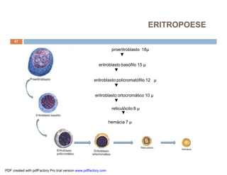 ERITROPOESE
     47

                                         ¨                          proeritroblasto 18µ
                                                                        ▼

                                                           eritroblasto basófilo 15 µ
                                                                    ▼

                                                        eritroblasto policromatófilo 12 µ
                                                                   ▼

                                                         eritroblasto ortocromático 10 µ
                                                                    ▼
                                                                    reticulócito 8 µ
                                                                          ▼

                                                                   hemácia 7 µ




PDF created with pdfFactory Pro trial version www.pdffactory.com
 