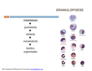 GRANULOPOESE
     57

                                 mieloblasto
                                       ▼
                                  promielócito
                                       ▼
                                    mielócito
                                       ▼
                                 metamielócito
                                       ▼
                                    bastões
                                 segmentados




PDF created with pdfFactory Pro trial version www.pdffactory.com
 