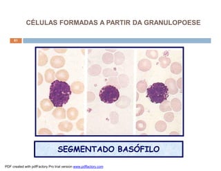 CÉLULAS FORMADAS A PARTIR DA GRANULOPOESE

     61




                                  SEGMENTADO BASÓFILO

PDF created with pdfFactory Pro trial version www.pdffactory.com
 
