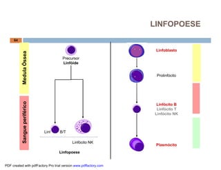 LINFOPOESE
     64


                                                                    Linfoblasto
           Medula Óssea




                                         Precursor
                                         Linfóide


                                                                    Prolinfócito
           Sangue periférico




                                                                    Linfócito B
                                                                    Linfócito T
                                                                   Linfócito NK



                               Linfócito B/T

                                               Linfócito NK
                                                                    Plasmócito
                                       Linfopoese


PDF created with pdfFactory Pro trial version www.pdffactory.com
 