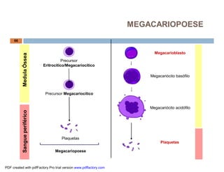 MEGACARIOPOESE
     66


                                                                         Megacarioblasto
           Medula Óssea




                                         Precursor
                               Eritrocítico/Megacariocítico

                                                                       Megacariócito basófilo



                                Precursor Megacariocítico


                                                                       Megacariócito acidófilo
           Sangue periférico




                                         Plaquetas
                                                                            Plaquetas

                                     Megacariopoese



PDF created with pdfFactory Pro trial version www.pdffactory.com
 
