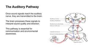 Auditory Processes DESCRIBE THE STRUCTURE AND FUNCTIONS OF EAR | PPTX